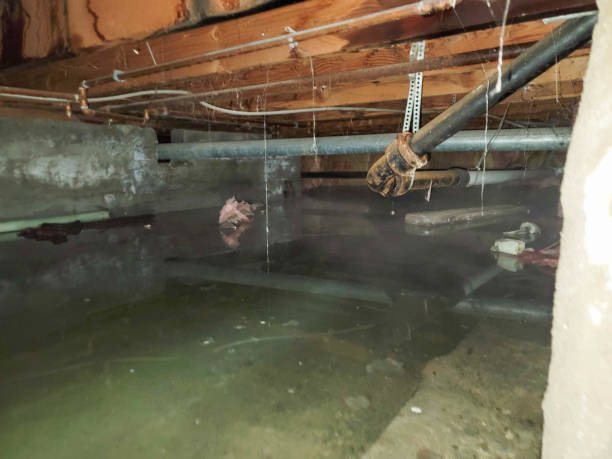 Best Carpet water damage restoration  in Santaquin, UT