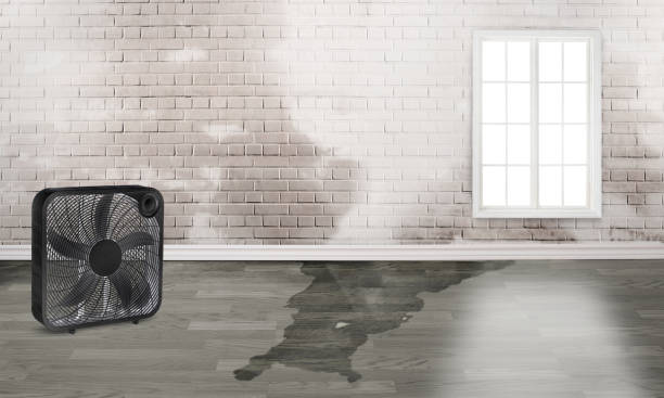 Best Local water damage restoration  in Santaquin, UT